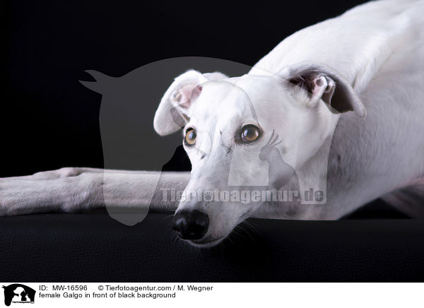 female Galgo in front of black background / MW-16596