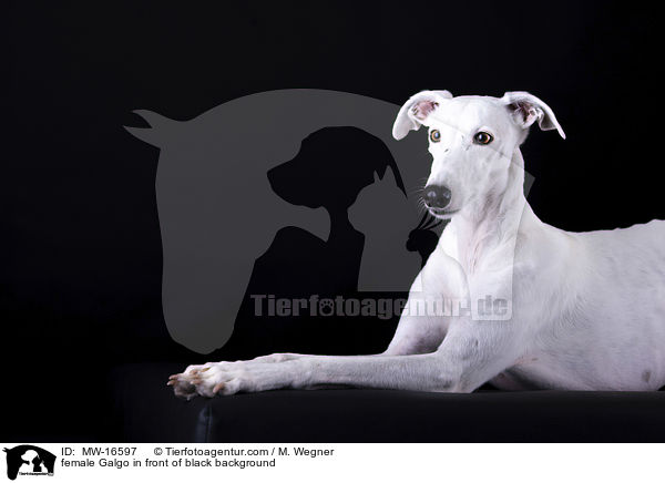 female Galgo in front of black background / MW-16597