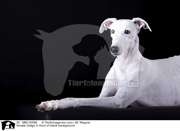 female Galgo in front of black background / MW-16598