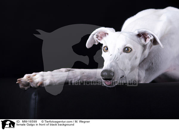 female Galgo in front of black background / MW-16599
