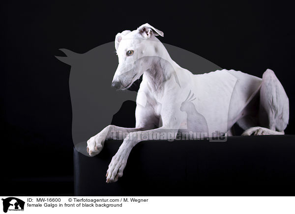 female Galgo in front of black background / MW-16600