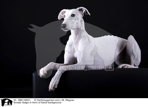 female Galgo in front of black background / MW-16601