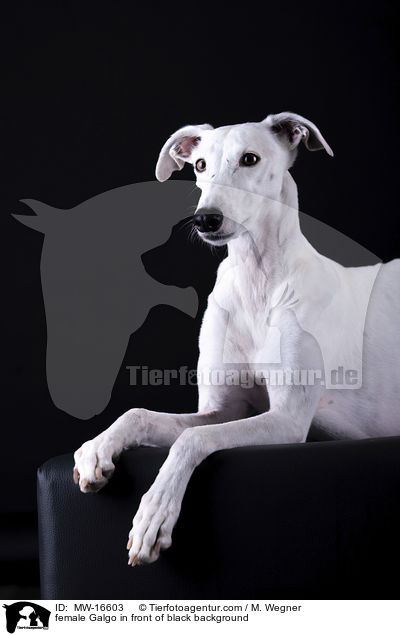 female Galgo in front of black background / MW-16603
