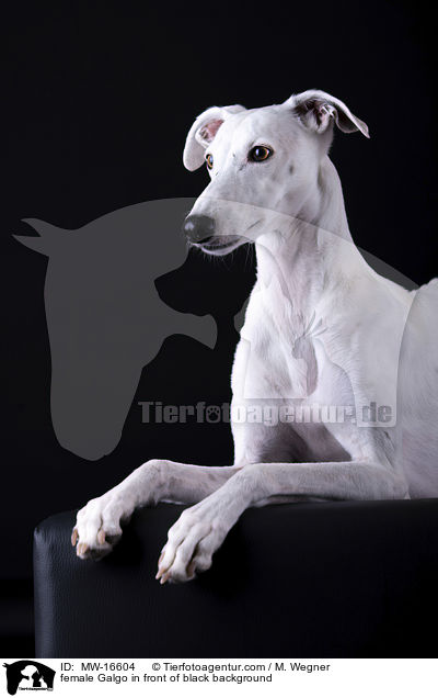 female Galgo in front of black background / MW-16604