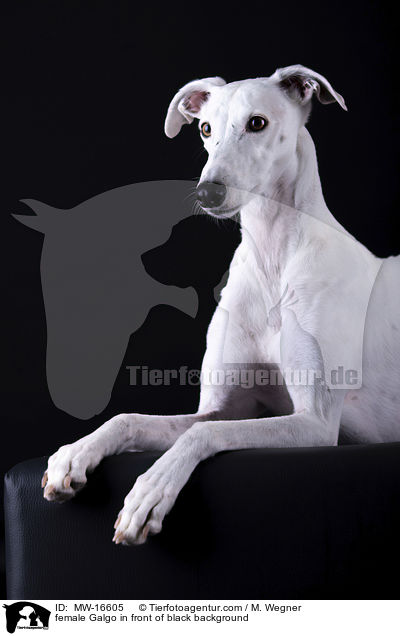 female Galgo in front of black background / MW-16605
