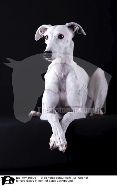 female Galgo in front of black background / MW-16606
