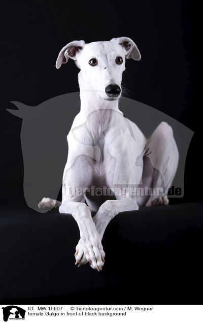 female Galgo in front of black background / MW-16607