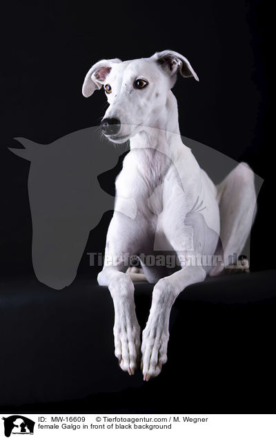 female Galgo in front of black background / MW-16609