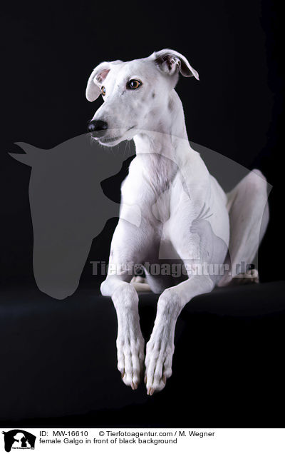 female Galgo in front of black background / MW-16610