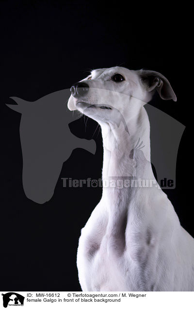 female Galgo in front of black background / MW-16612