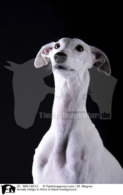 female Galgo in front of black background / MW-16613