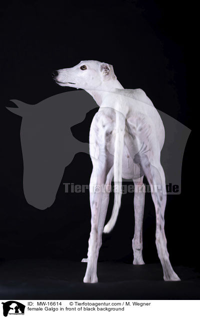 female Galgo in front of black background / MW-16614