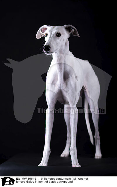 female Galgo in front of black background / MW-16615