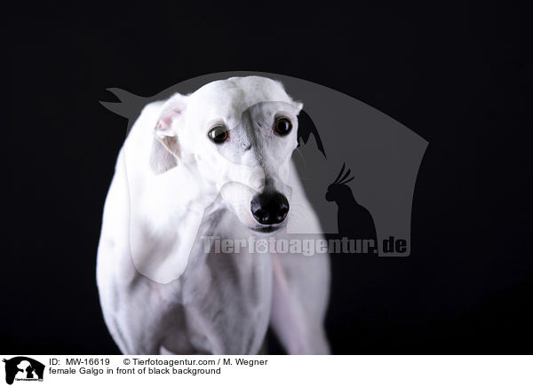 female Galgo in front of black background / MW-16619