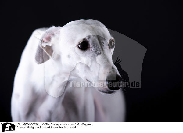 female Galgo in front of black background / MW-16620