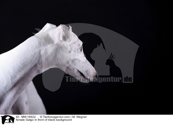 female Galgo in front of black background / MW-16622