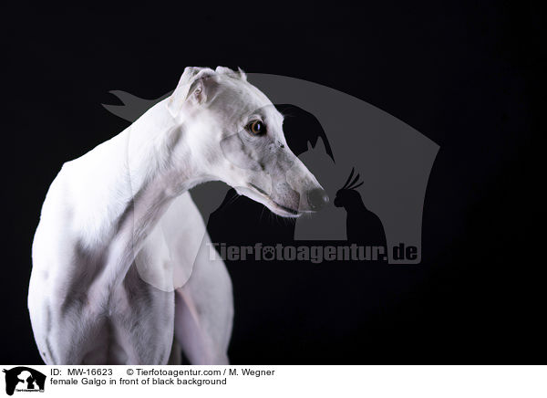 female Galgo in front of black background / MW-16623
