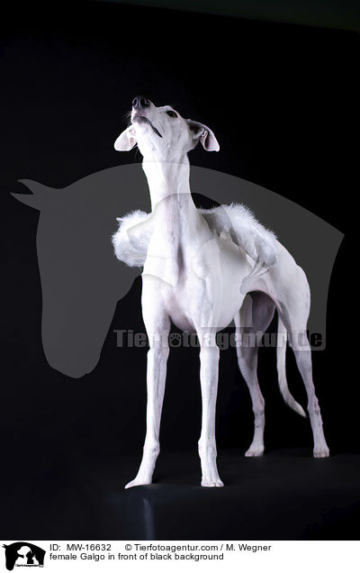 female Galgo in front of black background / MW-16632