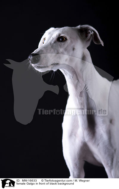 female Galgo in front of black background / MW-16633