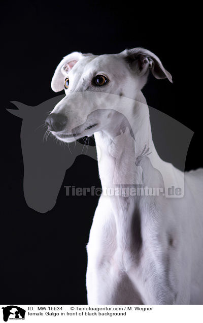 female Galgo in front of black background / MW-16634