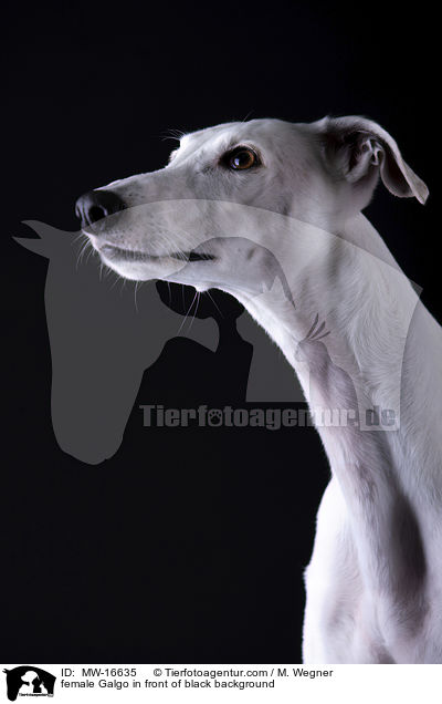 female Galgo in front of black background / MW-16635