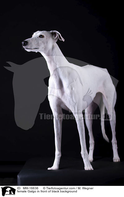female Galgo in front of black background / MW-16636