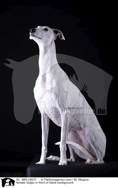 female Galgo in front of black background / MW-16637