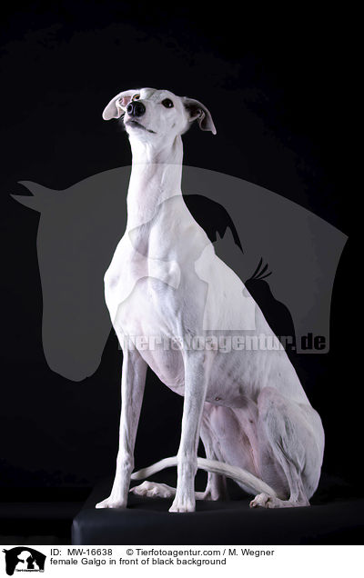 female Galgo in front of black background / MW-16638