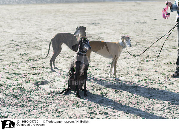 Galgos at the ocean / HBO-05730
