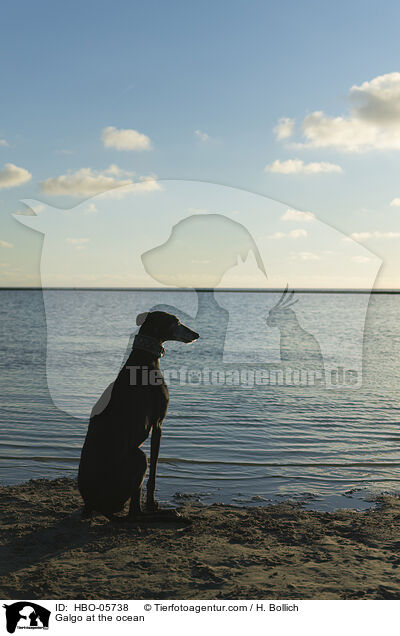 Galgo at the ocean / HBO-05738