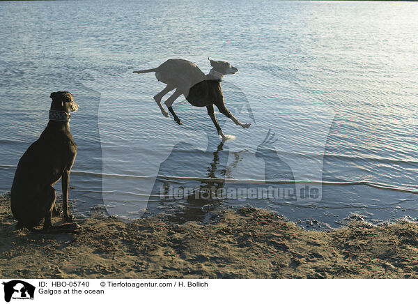 Galgos at the ocean / HBO-05740