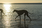 Galgos at the ocean