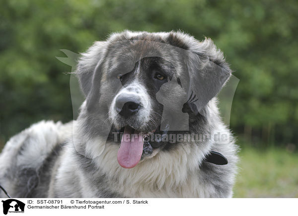 Germanischer Brenhund Portrait / SST-08791