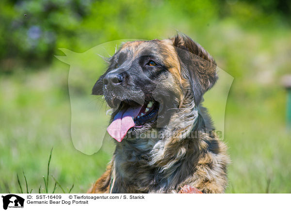 Germanic Bear Dog Portrait / SST-16409