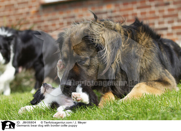 Germanischer Brenhund mit Border Collie Welpen / Germanic bear dog with border collie puppy / JM-06804