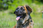 Germanic Bear Dog Portrait