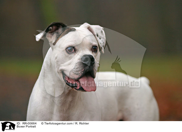 Deutscher Boxer Portrait / Boxer Portrait / RR-00664