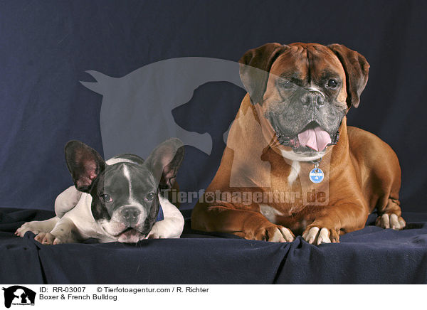 Boxer & Franzsische Bulldogge / Boxer & French Bulldog / RR-03007
