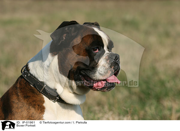 Boxer Portrait / IP-01961
