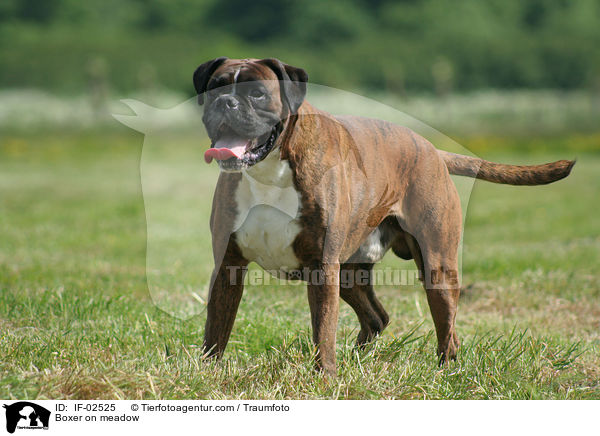 Boxer on meadow / IF-02525