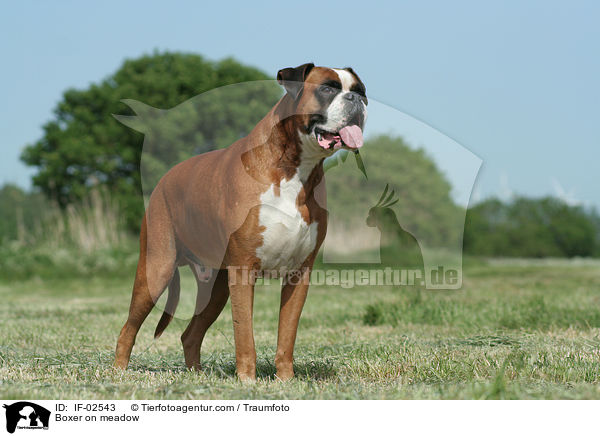 Boxer on meadow / IF-02543