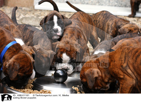 eating Boxer puppies / KMI-01181
