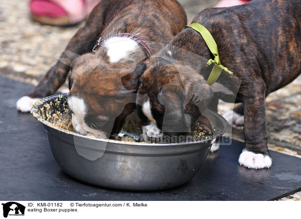 eating Boxer puppies / KMI-01182