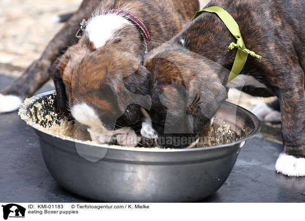 eating Boxer puppies / KMI-01183
