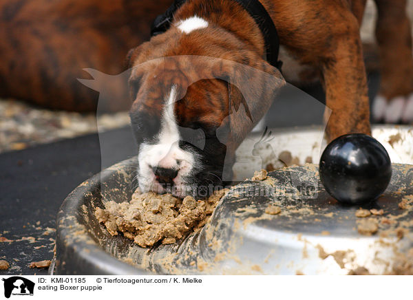 eating Boxer puppie / KMI-01185
