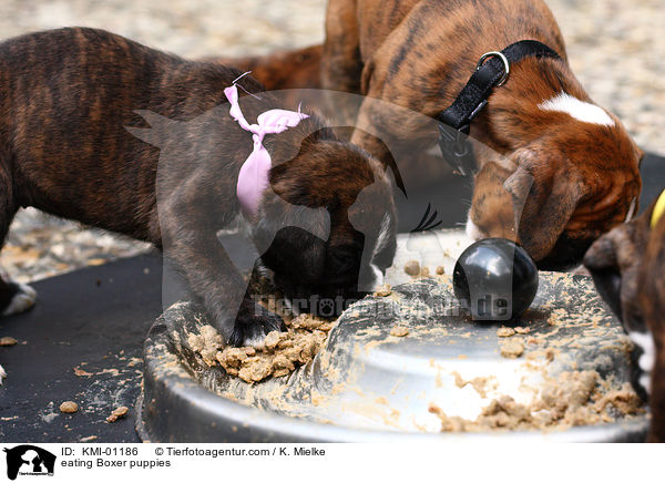 eating Boxer puppies / KMI-01186