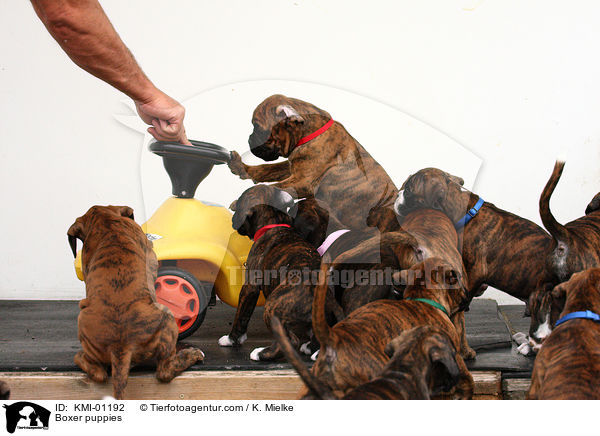 Boxer puppies / KMI-01192