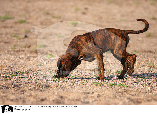 Boxer puppy / KMI-01232