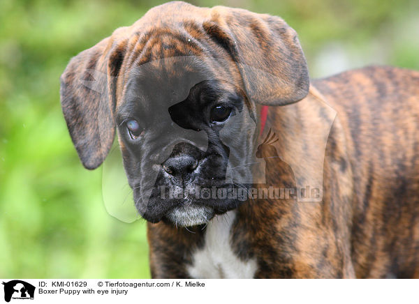 Boxer Puppy with eye injury / KMI-01629