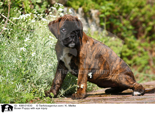 Boxer Puppy with eye injury / KMI-01630
